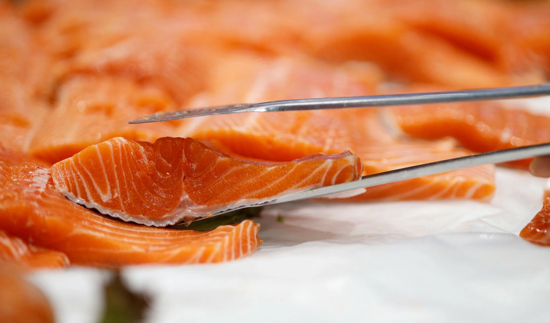 Salmon