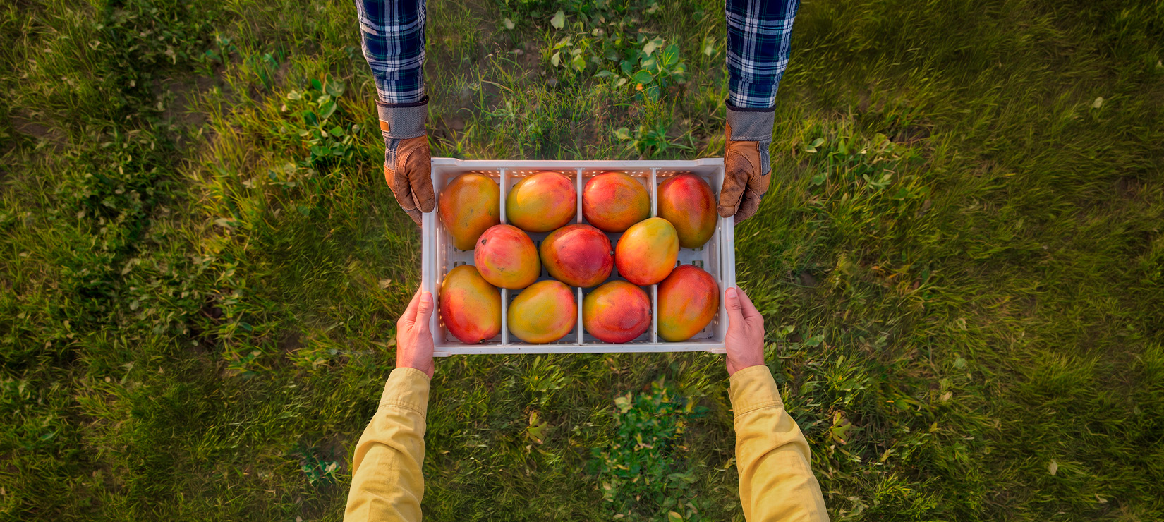 Fruit - Mango - msc.com