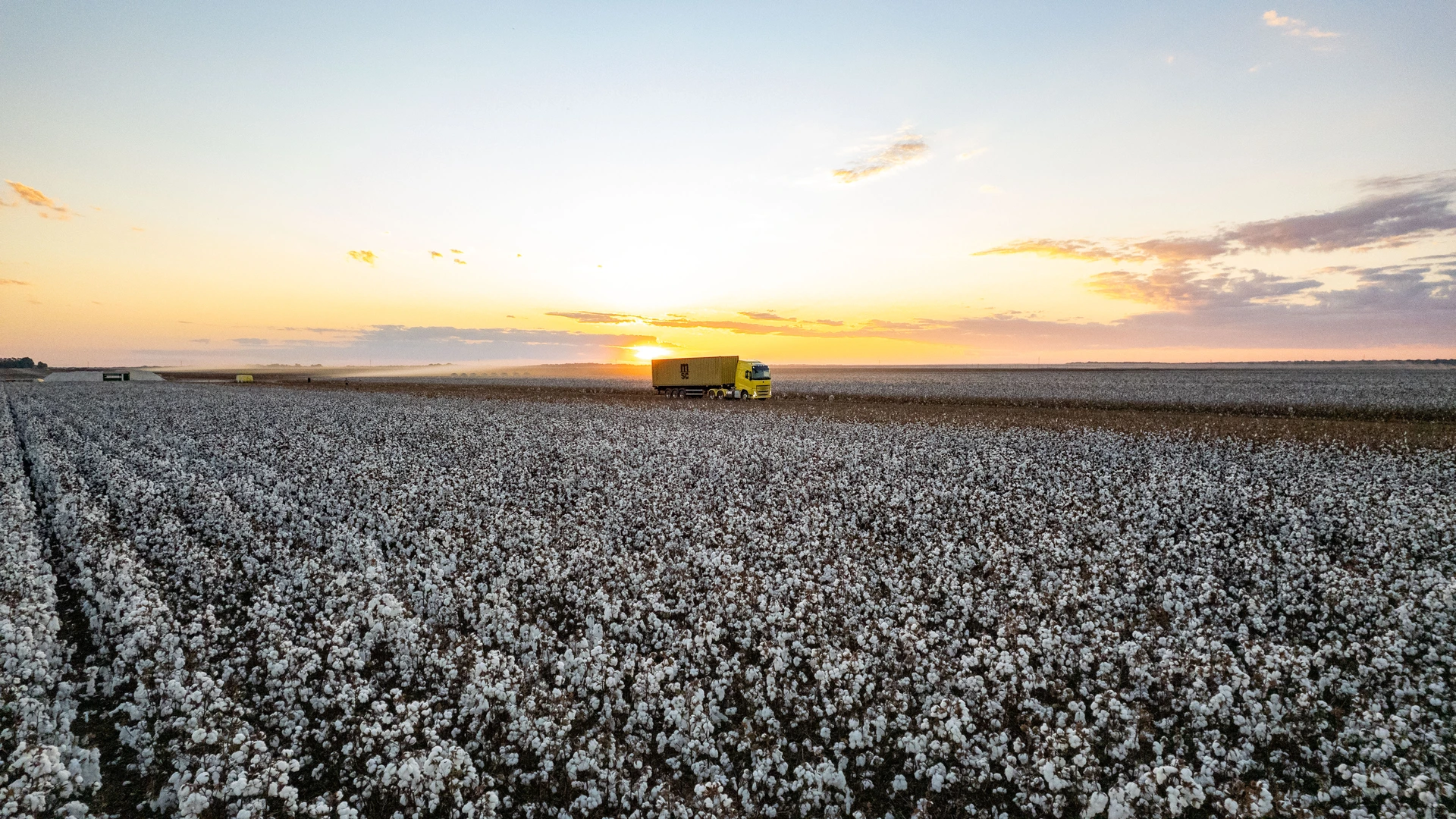Landscape of a MSC dry container on a truck passing by a cotton farm