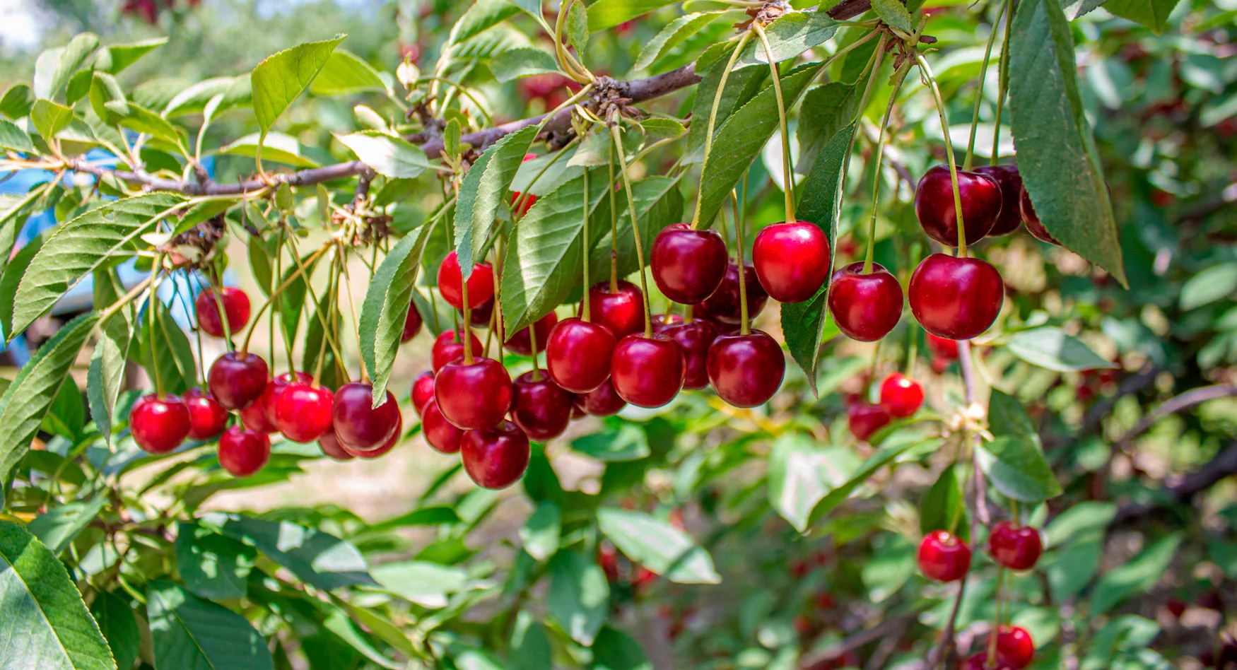 Cherries-on-a-tree.jpg