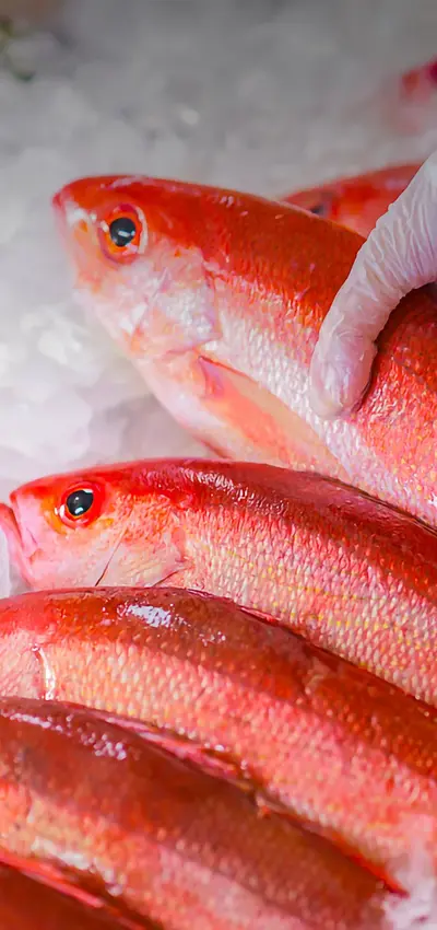 fresh fish being added on ice.jpg