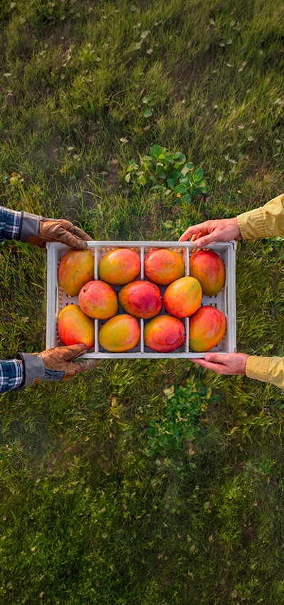 Fruit - Mango - msc.com