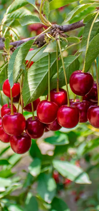 Cherries-on-a-tree.jpg