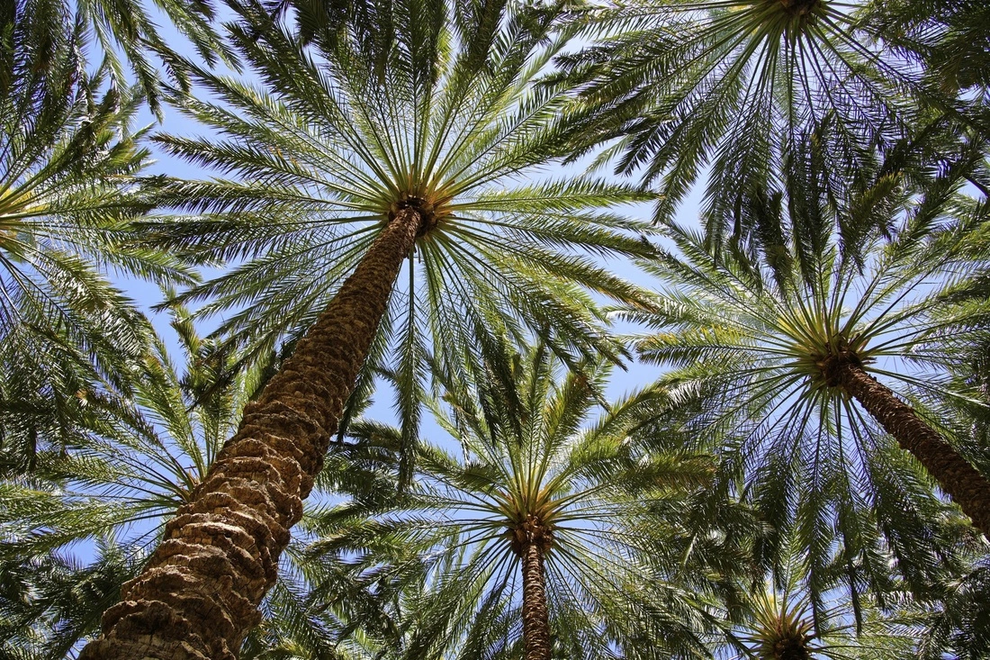 Palm trees 