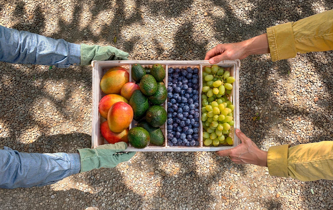 Fruit Mix - msc.com