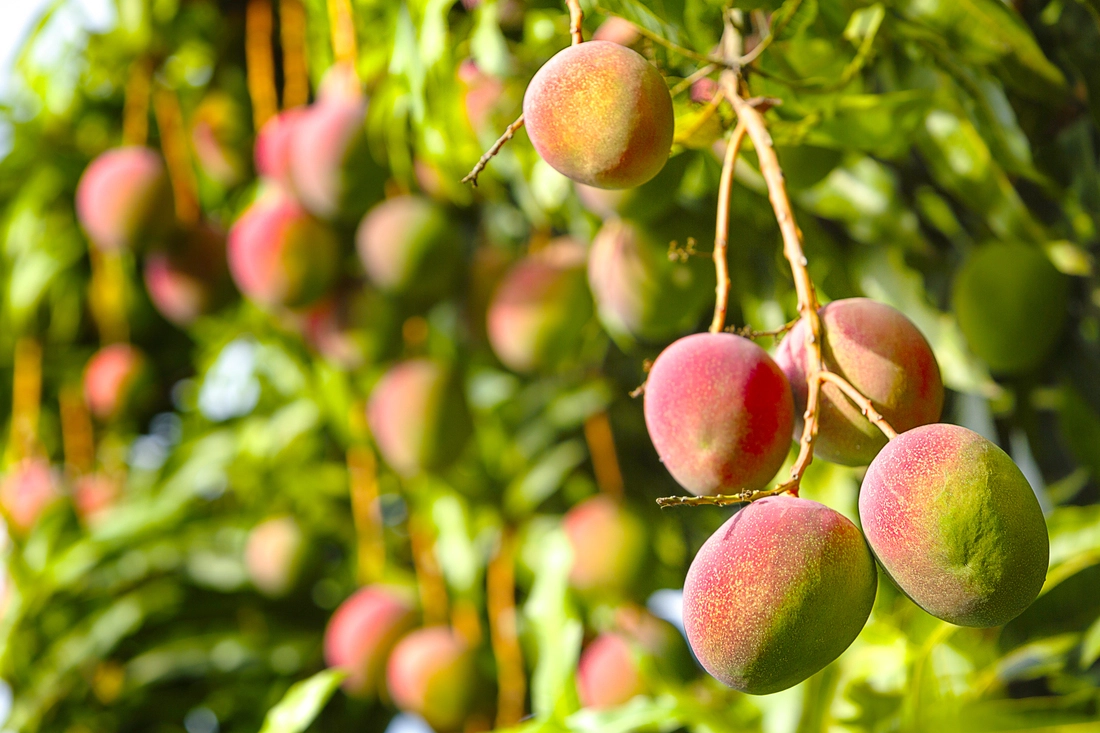 Fruit