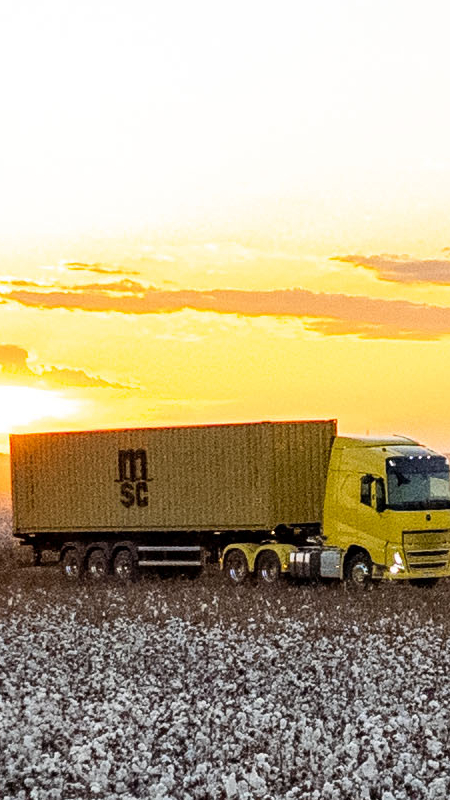 Landscape of a MSC dry container on a truck passing by a cotton farm