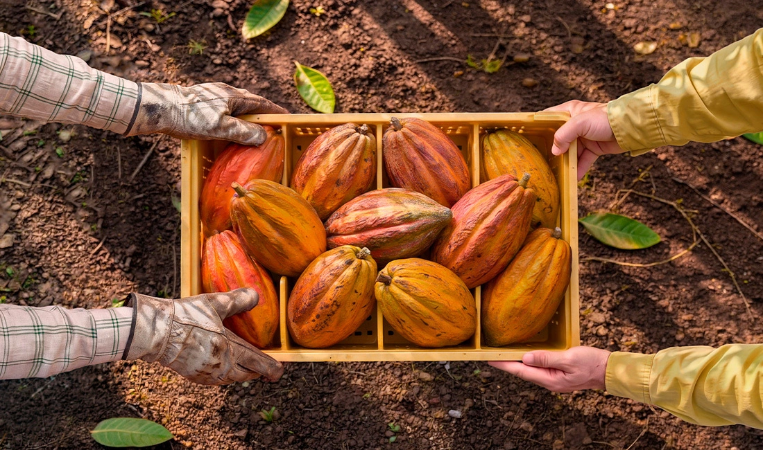 Cocoa - msc.com