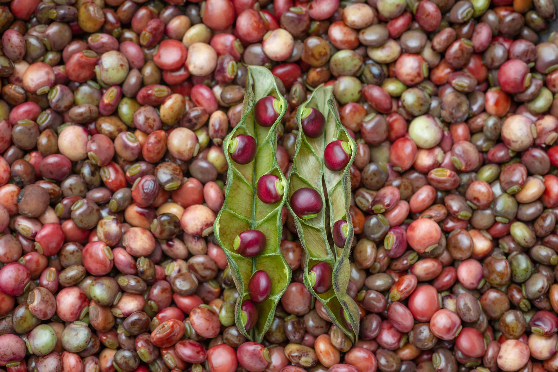 pigeon-peas.jpg