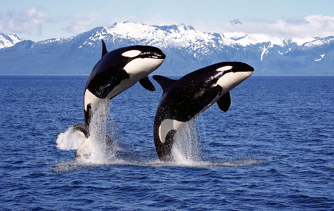 orca whales.png