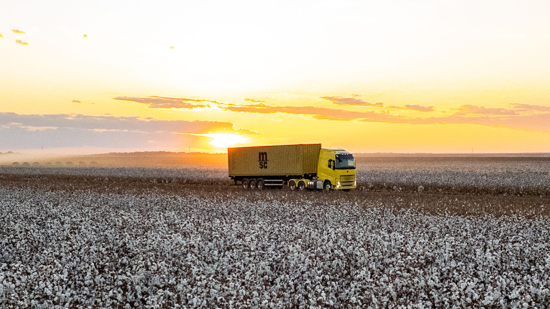 Landscape of a MSC dry container on a truck passing by a cotton farm