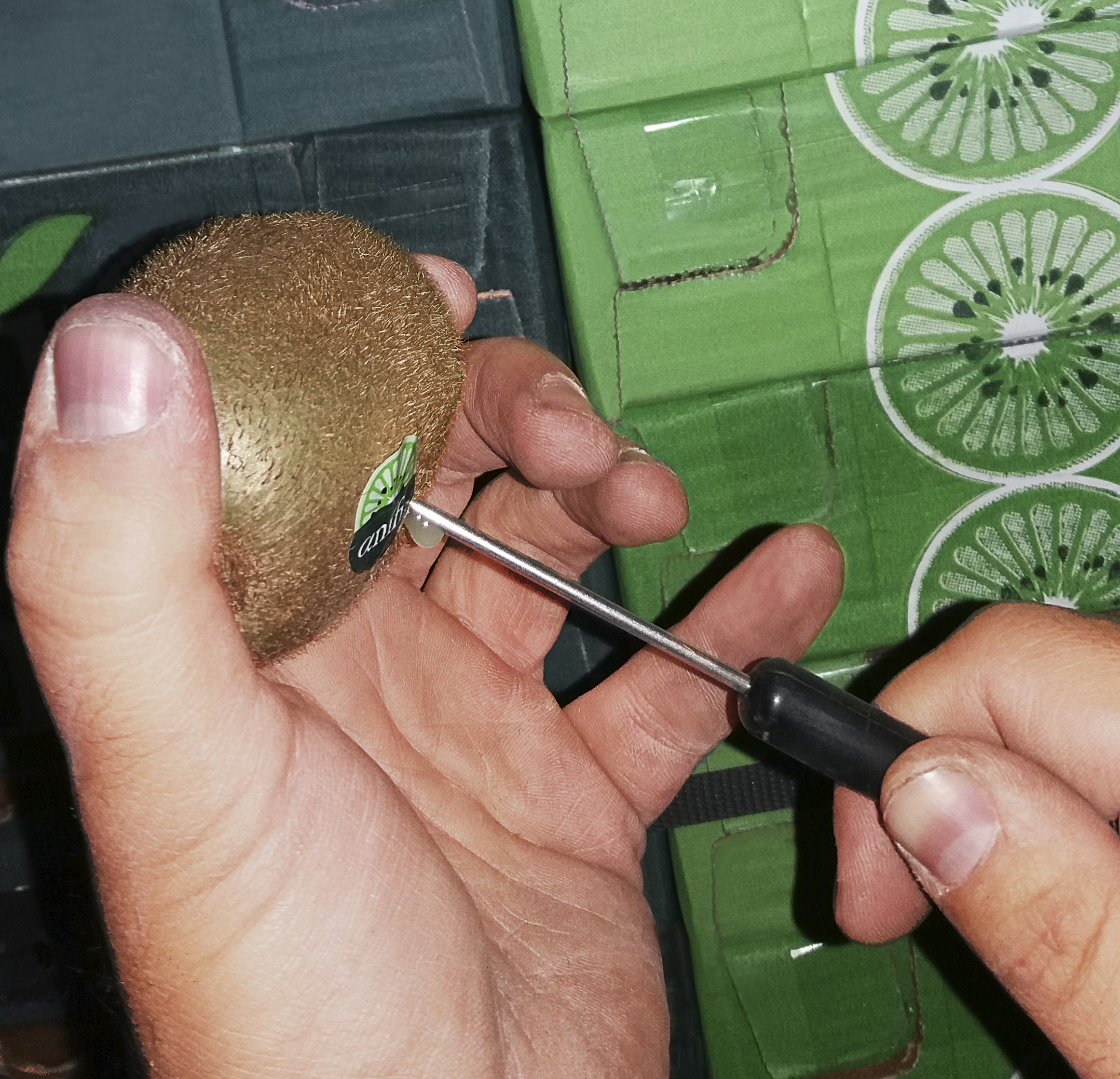 Fruit