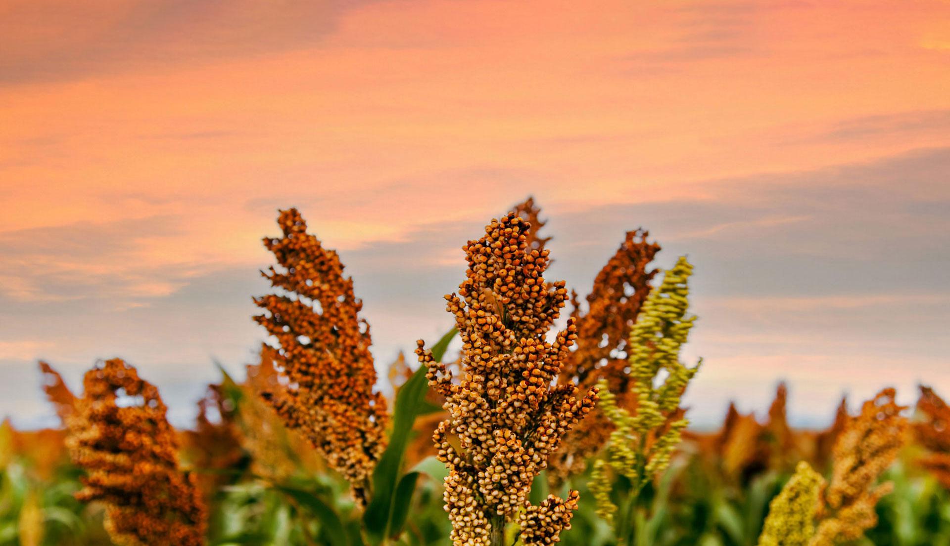 Sorghum Plants