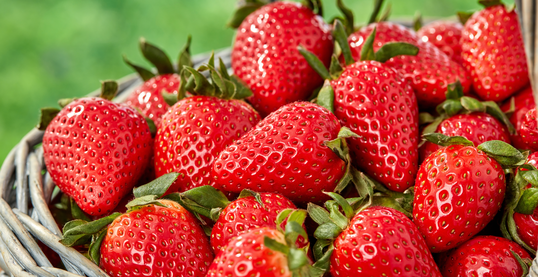 Strawberry in egypt