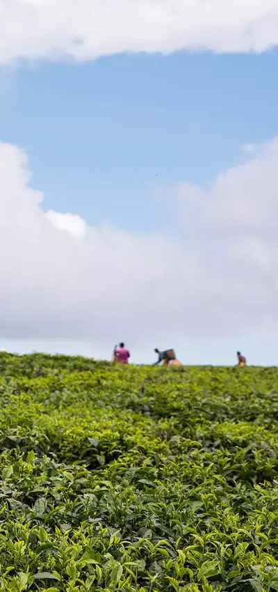 Tea lady worker harvesting tea in Kenya.jpg